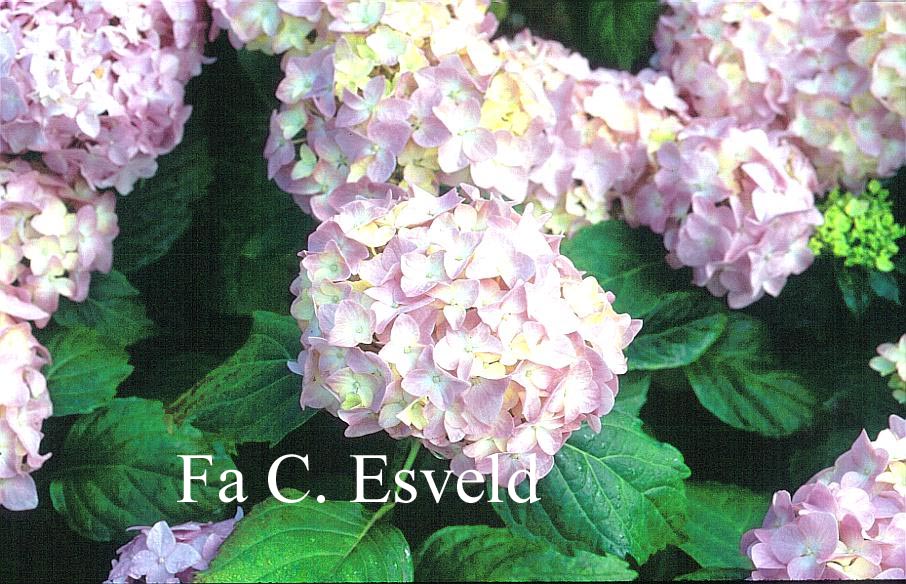 Hydrangea macrophylla 'La France'