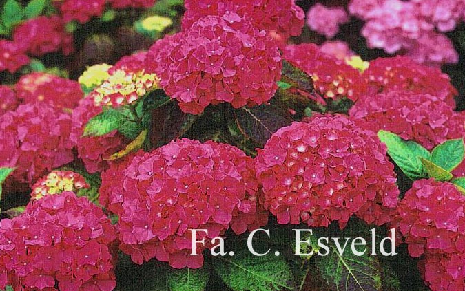 Hydrangea macrophylla 'La Marne'