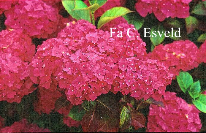 Hydrangea macrophylla 'Leopold III'