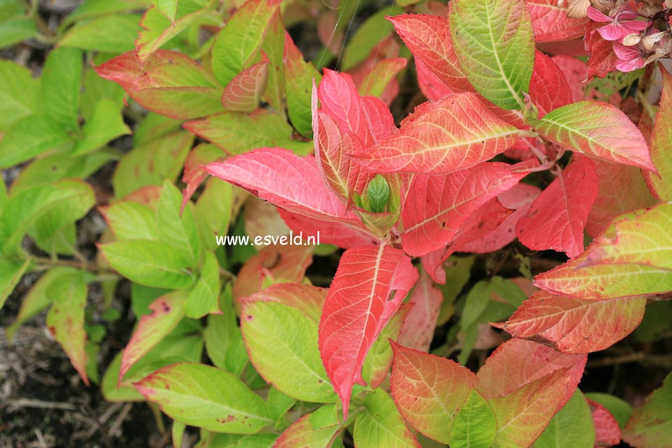 Hydrangea macrophylla 'Louis Sauvage'