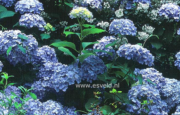 Hydrangea macrophylla 'Madame A. Riverain'