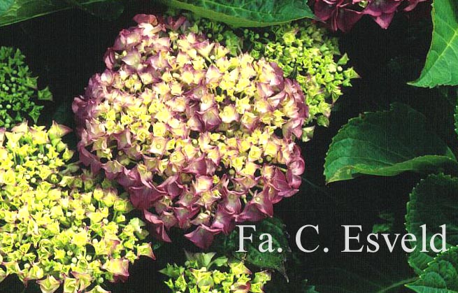 Hydrangea macrophylla 'Maman'