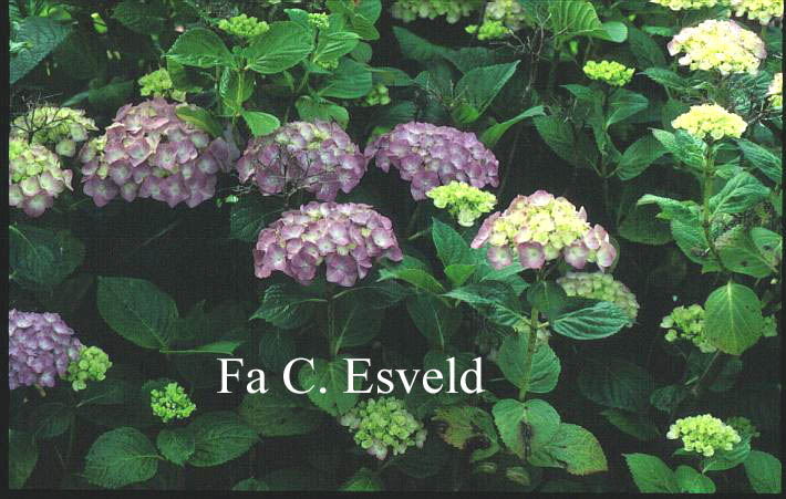 Hydrangea macrophylla 'Marechal Foch'