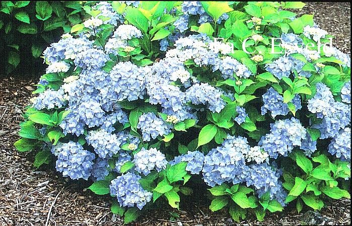Hydrangea macrophylla 'Marie Claire'