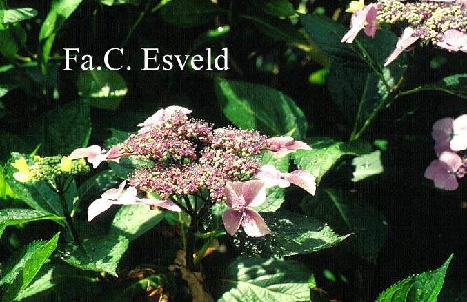 Hydrangea macrophylla 'Mariesii'