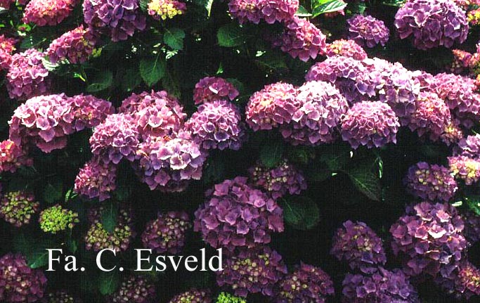 Hydrangea macrophylla 'Mascotte'