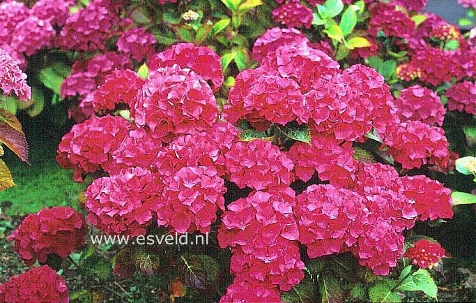 Hydrangea macrophylla 'Merrit's Supreme'