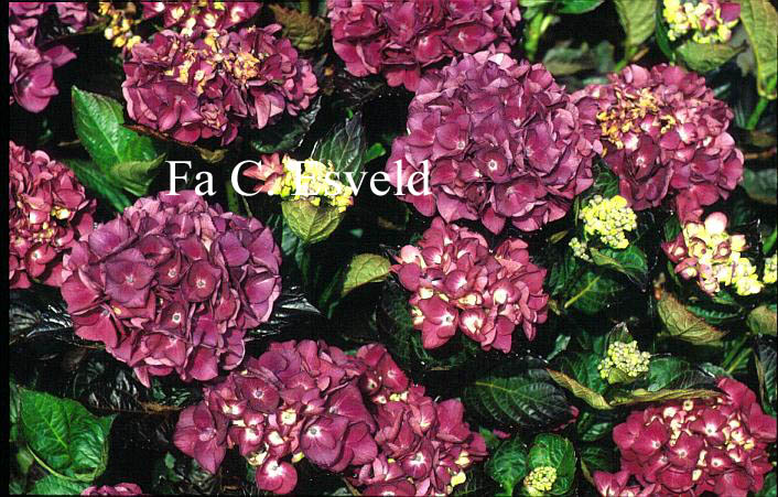 Hydrangea macrophylla 'Merveille Sanguine'