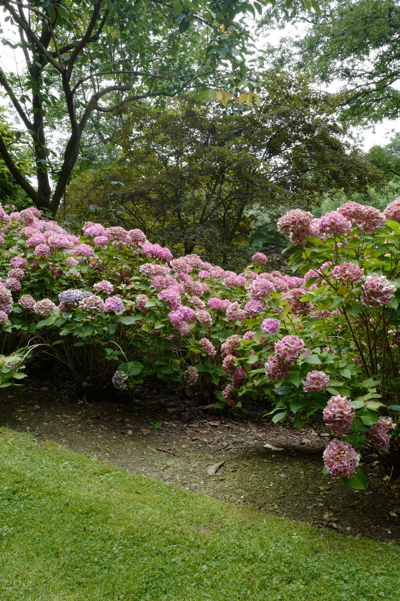 Hydrangea macrophylla 'Merveille'