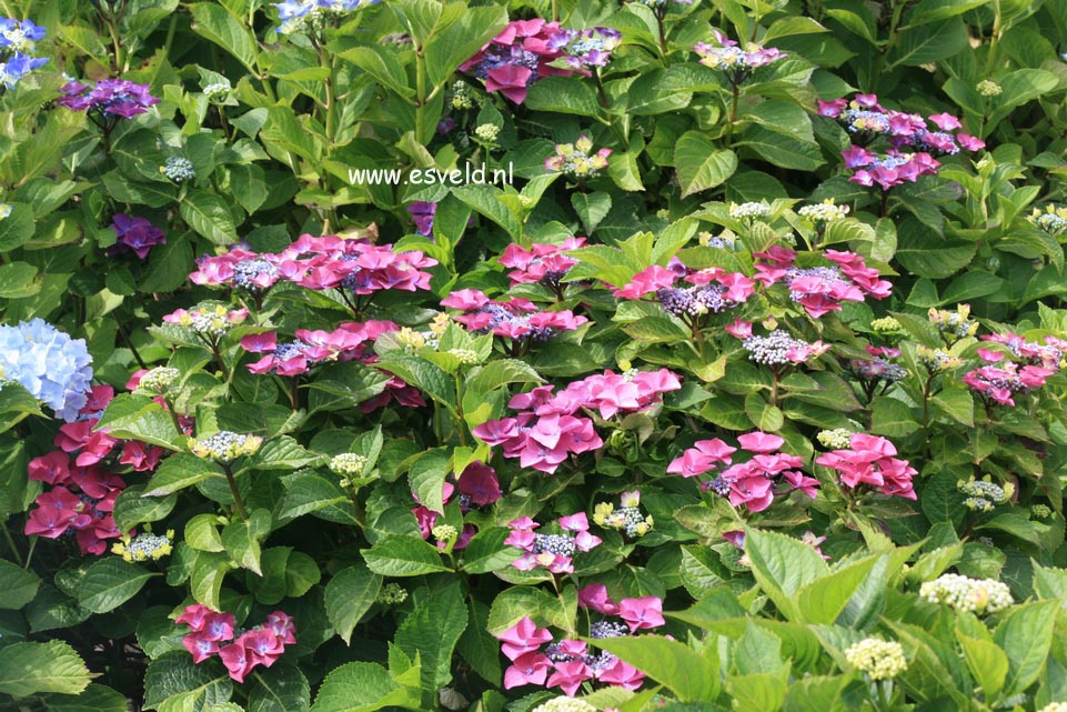 Hydrangea macrophylla 'Mme. E. Chanley'