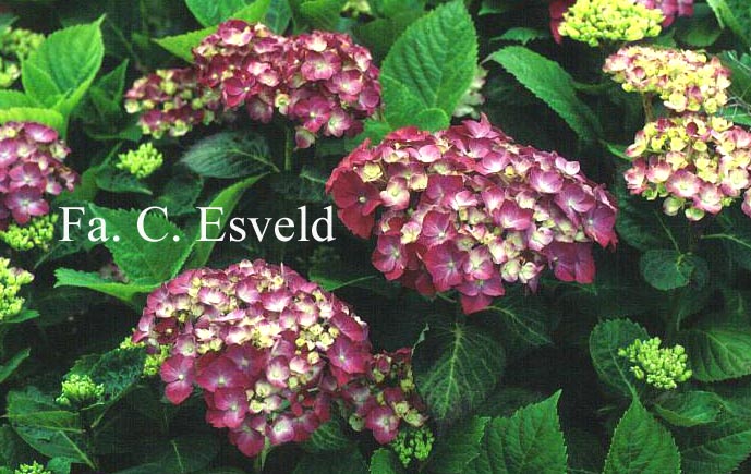 Hydrangea macrophylla 'Mme. G.J. Bier'