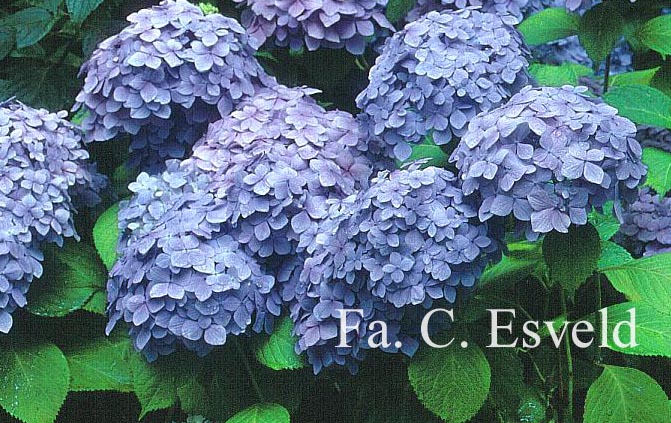 Hydrangea macrophylla 'Mousseline'