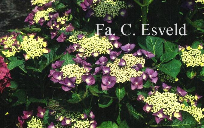 Hydrangea macrophylla 'Nachtigall'