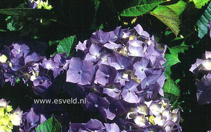 Hydrangea macrophylla 'Niedersachsen'