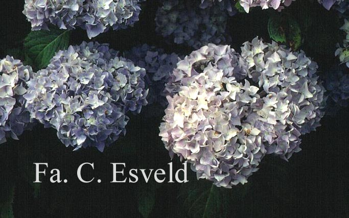 Hydrangea macrophylla 'Nikko Blue'