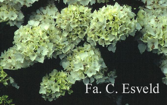 Hydrangea macrophylla 'Nymphe' ('Pax')