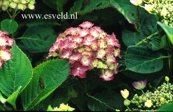 Hydrangea macrophylla 'Parzifal'