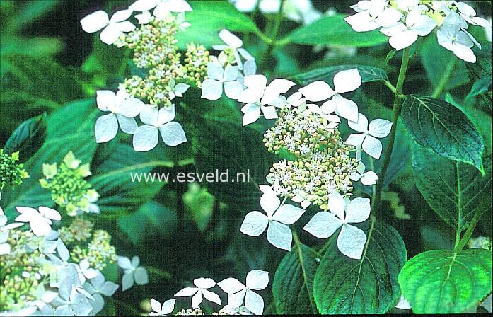 Hydrangea macrophylla 'Pengwyn'