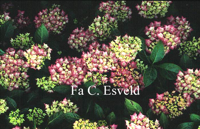 Hydrangea macrophylla 'Pfau'