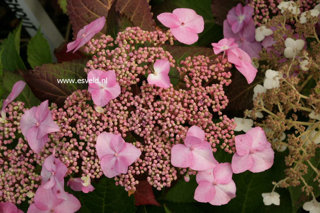 Hydrangea macrophylla 'Phiim' (TWIST-N-SHOUT)