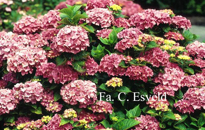 Hydrangea macrophylla 'Pink & Pretty'