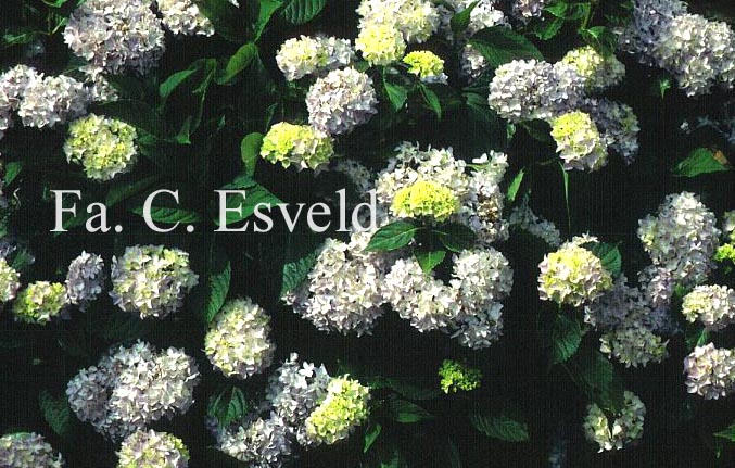 Hydrangea macrophylla 'Pink Princess'