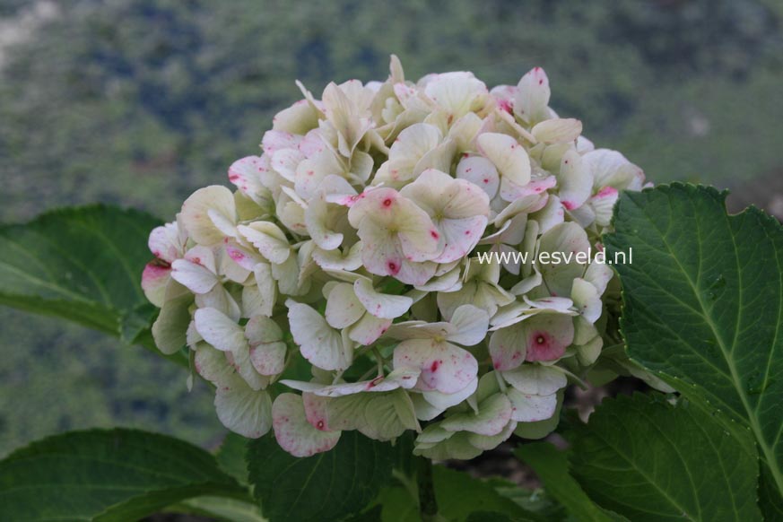 Hydrangea macrophylla 'Pink Wonder' (EVERBLOOM)