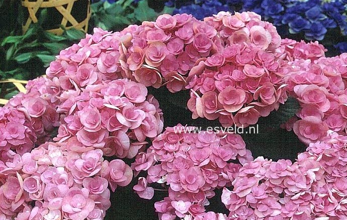 Hydrangea macrophylla 'Posy-bouquet Elegance'