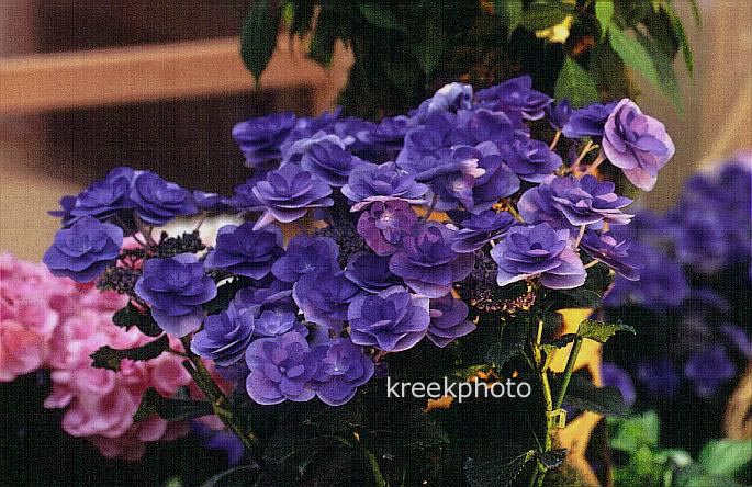 Hydrangea macrophylla 'Posy-bouquet Kaysey'