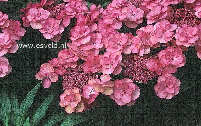 Hydrangea macrophylla 'Posy-bouquet Suzy'
