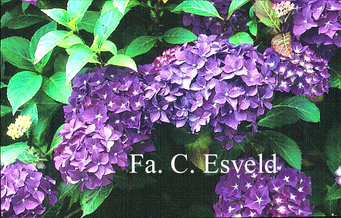 Hydrangea macrophylla 'President R. Touchard'