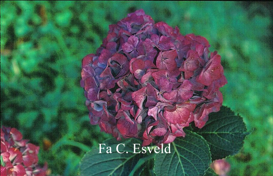 Hydrangea macrophylla 'Raymond Draps'