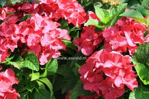 Hydrangea macrophylla 'Red Beauty'