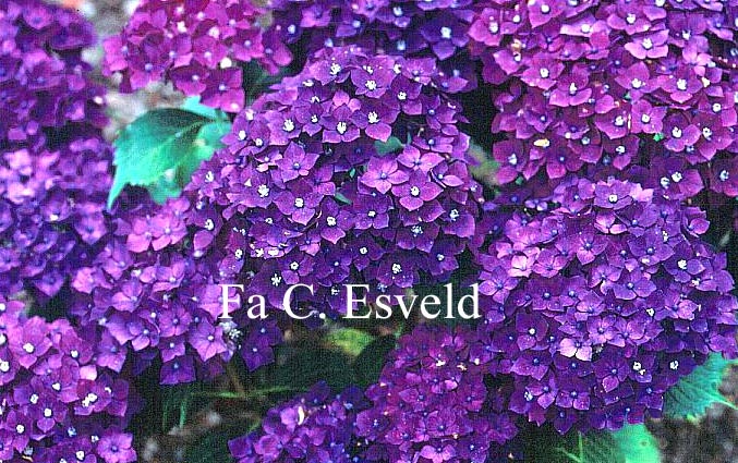 Hydrangea macrophylla 'Rheinland'