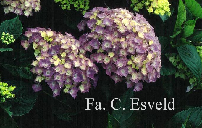 Hydrangea macrophylla 'Rigi'