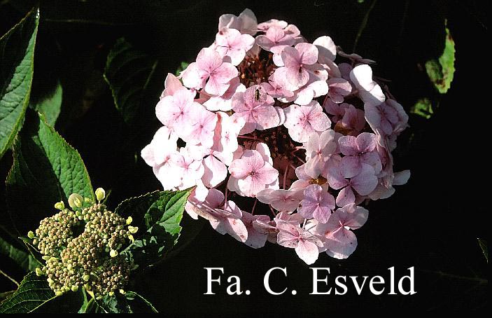 Hydrangea macrophylla 'Rosewarne Lace'