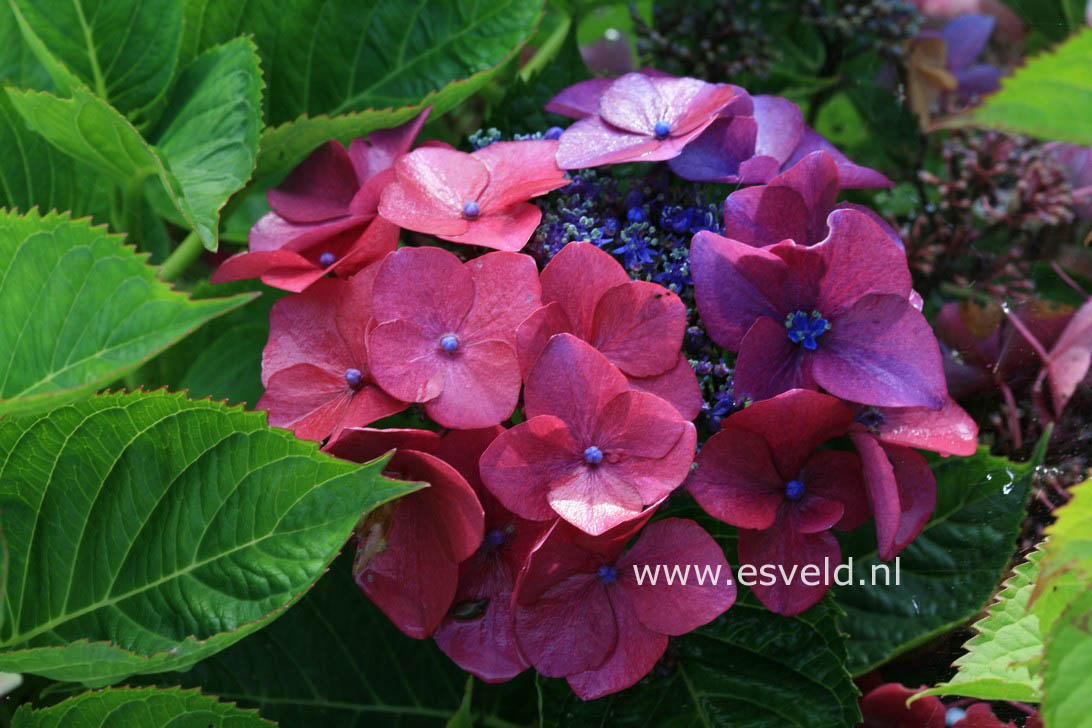 Hydrangea macrophylla 'Rotdrossel'