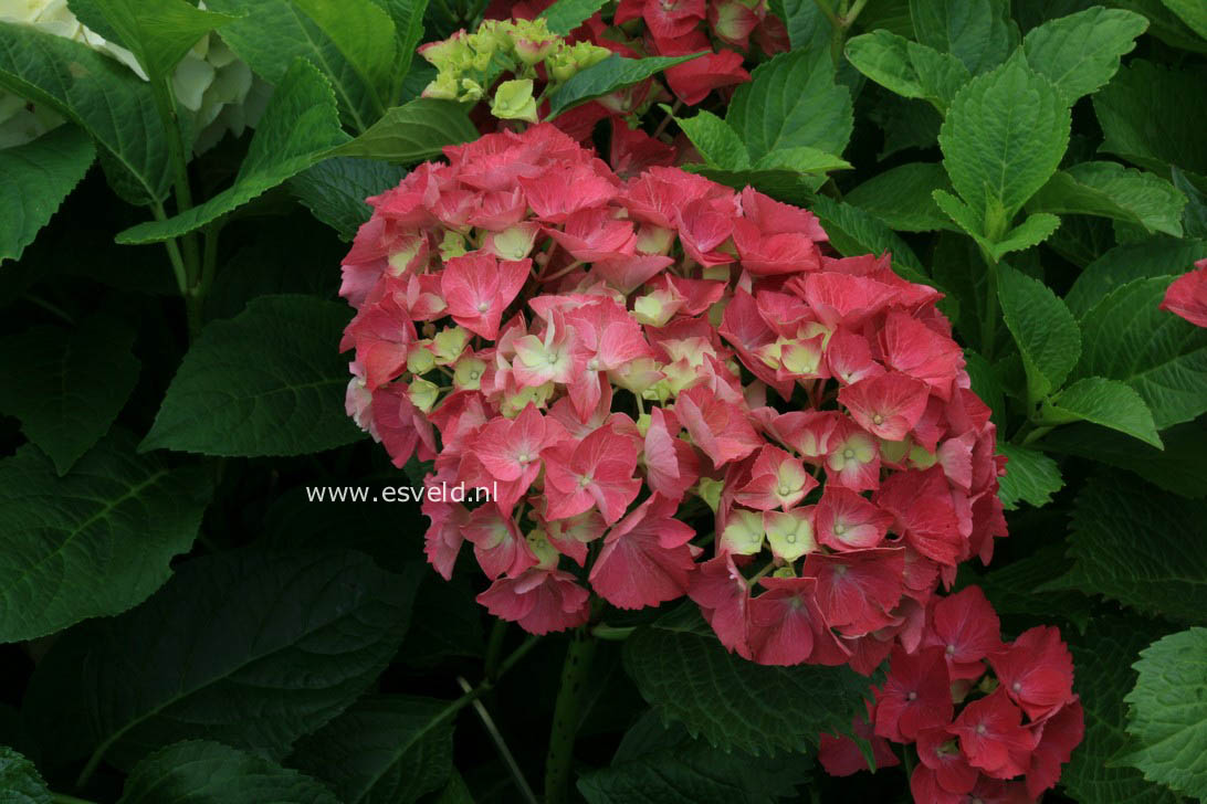 Hydrangea macrophylla 'Satinette'