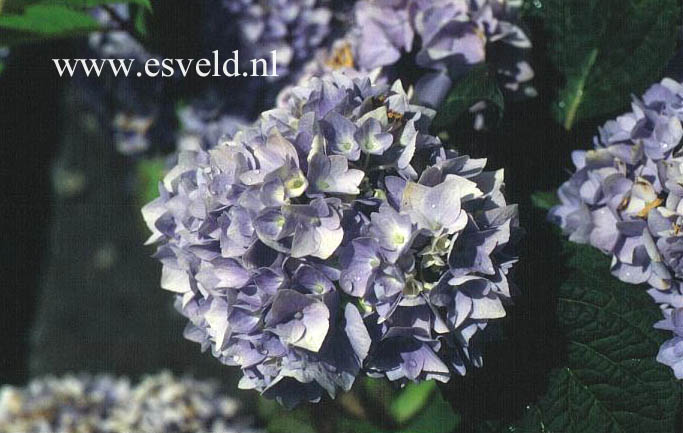 Hydrangea macrophylla 'Shin-ozaki'