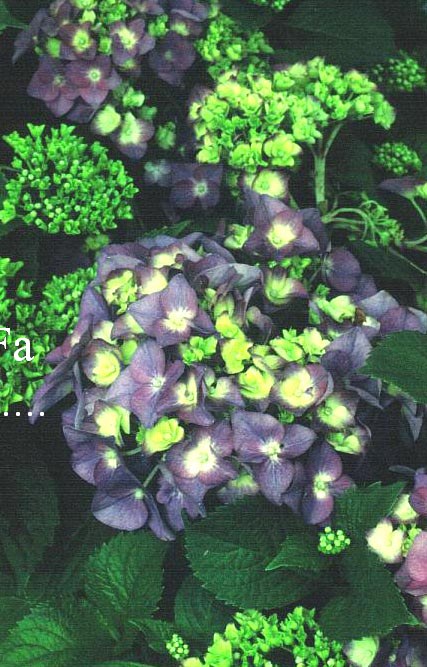 Hydrangea macrophylla 'Sonja'