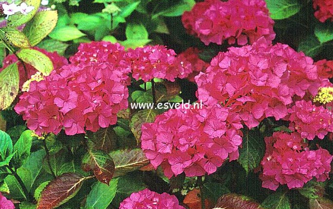 Hydrangea macrophylla 'Souvenir du President Doumer'