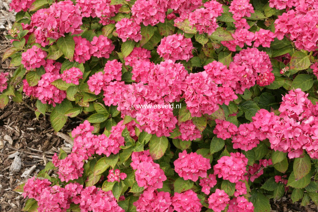 Hydrangea macrophylla 'Splendeur'