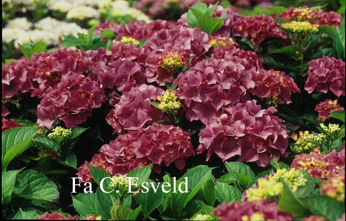 Hydrangea macrophylla 'Steina 104'