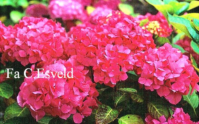 Hydrangea macrophylla 'Stephurea'
