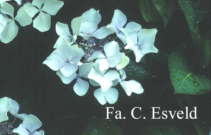 Hydrangea macrophylla 'Stourton Lace'
