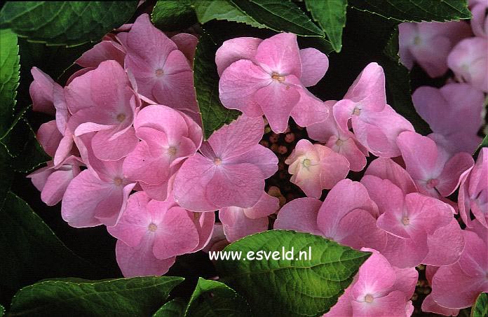 Hydrangea macrophylla 'Sturdy Nanping'