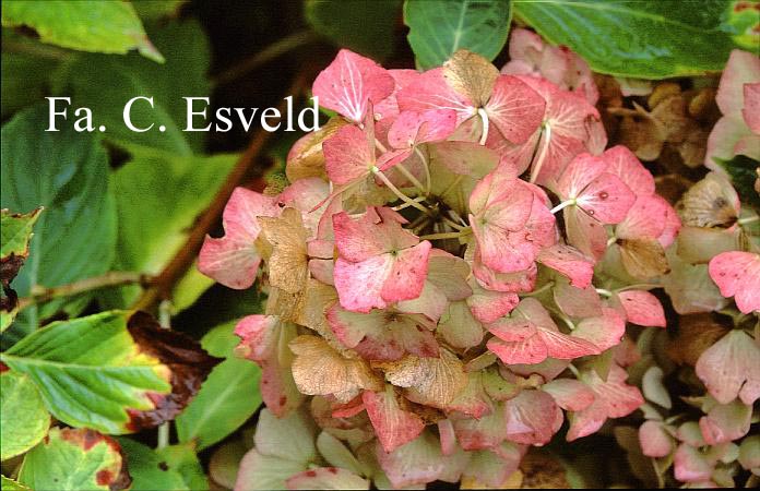 Hydrangea macrophylla 'Superbowl'