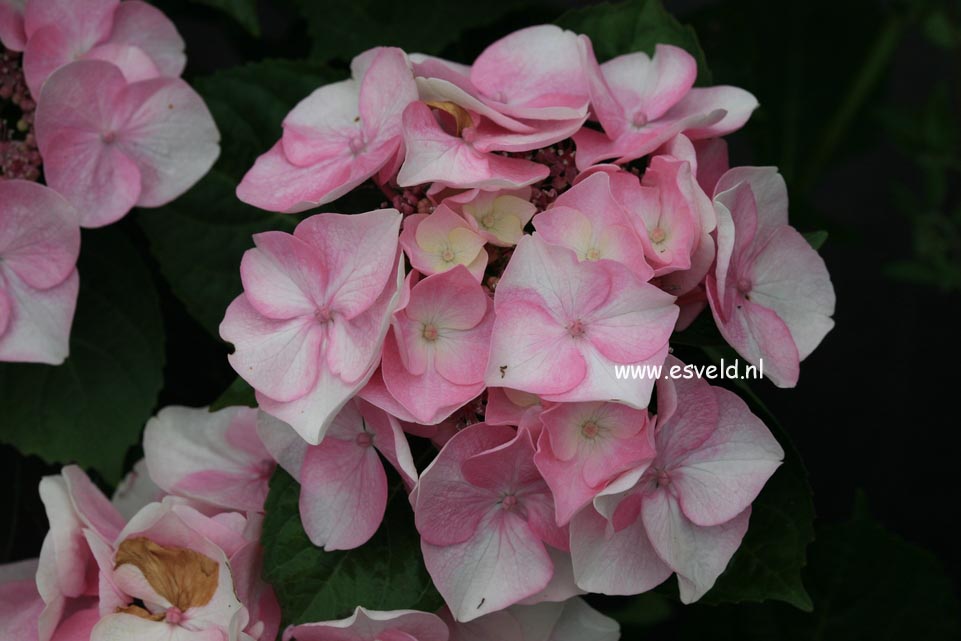 Hydrangea macrophylla 'Sweet Dreams'