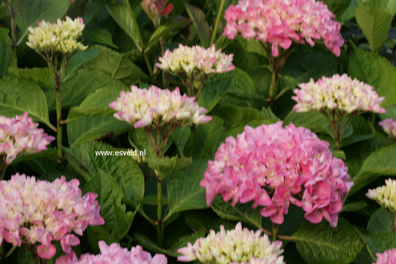 Hydrangea macrophylla 'Tegerfelden'