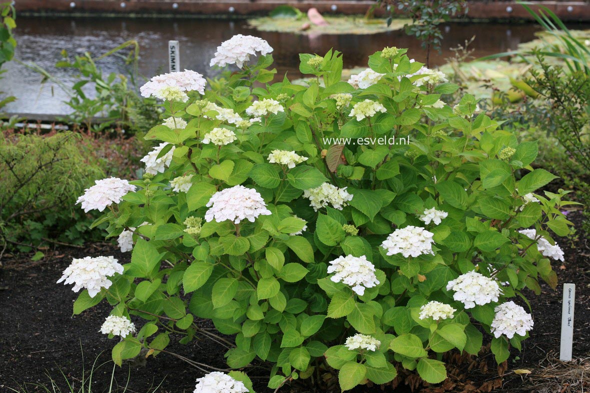Hydrangea macrophylla 'The Bride' (ENDLESS SUMMER)